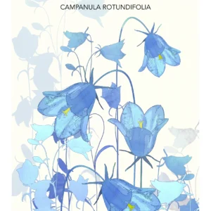 affiche botanique fleurs bleues campanula rotundifolia art mural minimaliste par monica lind